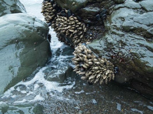Crusty shellfish on the rocks at low tide muscles