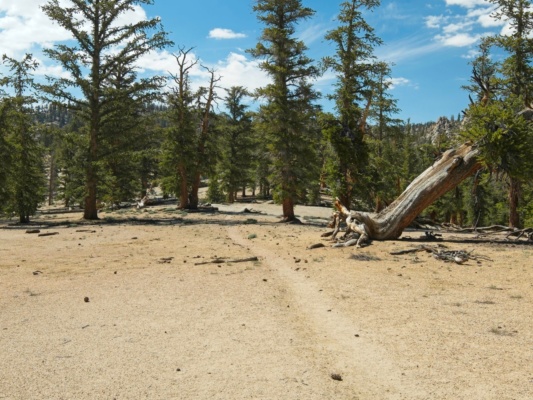 An easy, flat section of the PCT pacific crest trail