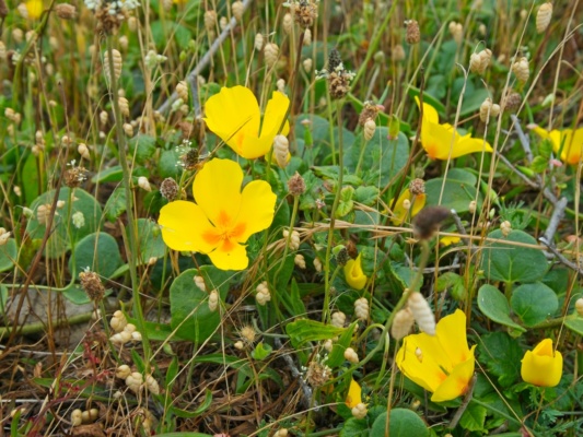 Some poppies beside the trail poppies