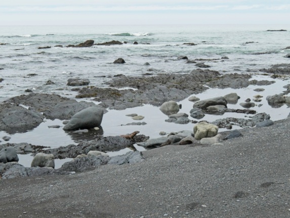 We pass a family of otters! sea otters