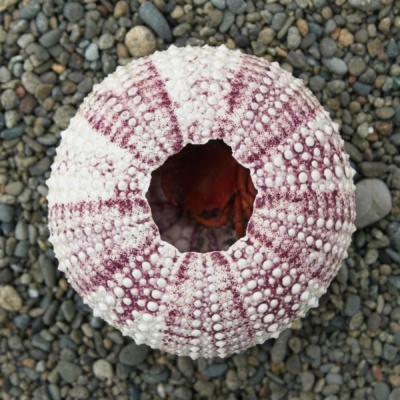 A small crab (also dead) inside the sea urchin shell sea urchin