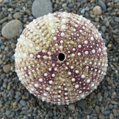 A sea urchin washed up on the beach sea urchin