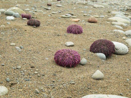 These sea urchins are less dead than the others we've found sea urchins