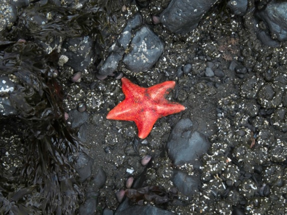 Another starfish, but a different shape starfish