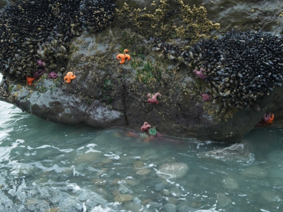 A group of starfish thriving on a rock starfish