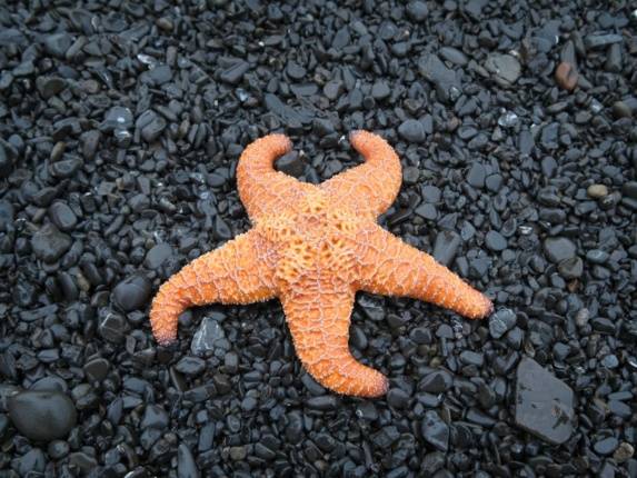 Plenty of these guys have washed up onto the beach starfish