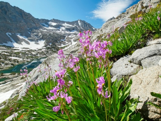 The little snowmelt creeks support all kinds of gorgeous wildflowers up here! shooting stars