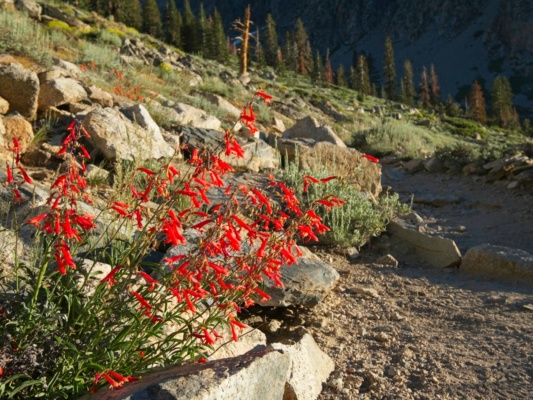 A boquet of bridge's penstemon catches the morning light on the Kearsarge Pass Trail bridges penstemon