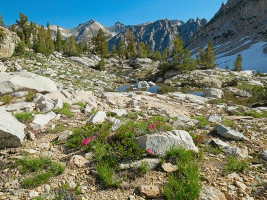 Some beautiful wildflowers, granite slabs, and tiny ponds sierra nevada high country