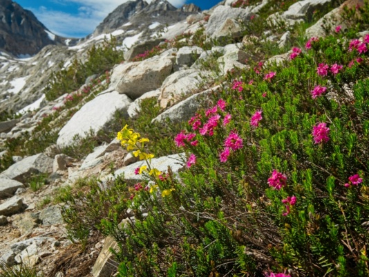 Wildflowers on the slope I'm traversing across mountain heath