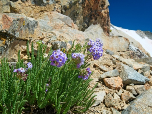 Sky Pilots growing in the rocks on Mount Rixford polemonium