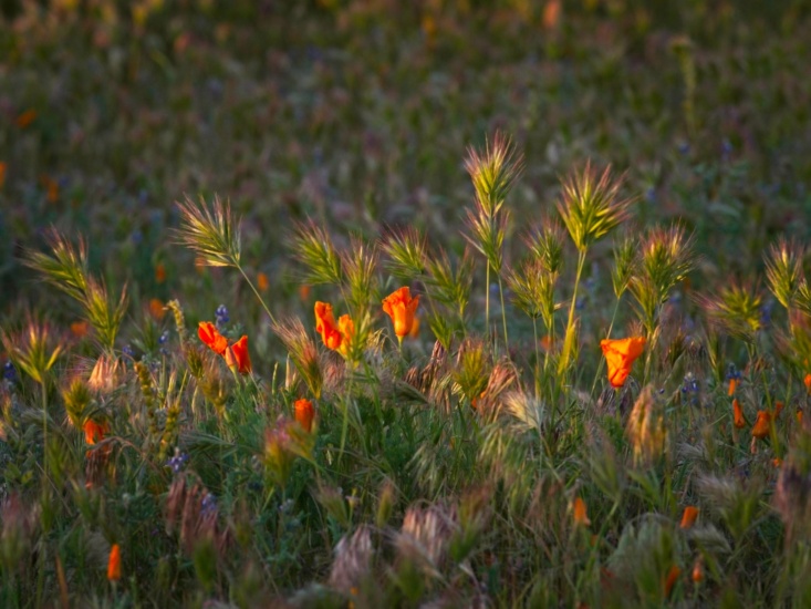 california poppies