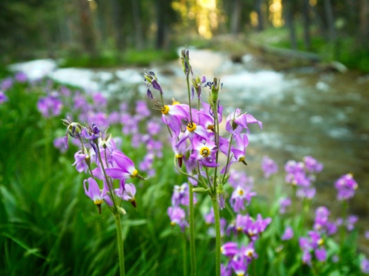Some beautiful shooting stars beside Bubbs Creek shooting stars