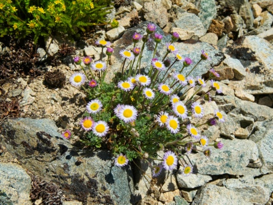 There are lots of flowers up here! subalpine fleabane