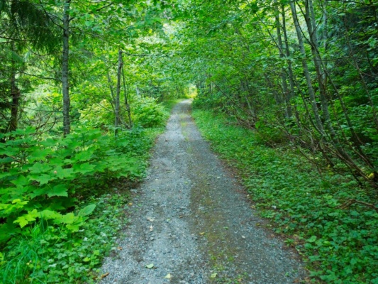 Nature is slowly overtaking the road abandoned road
