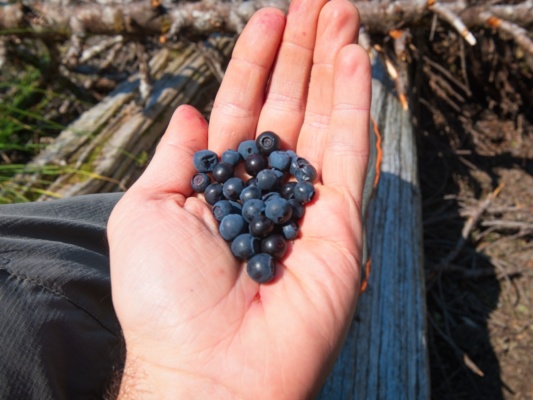 We gather lots of delicious blueberries blueberries