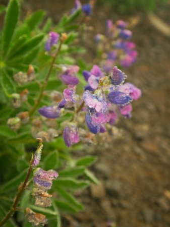 Dew-covered lupine next to the trail lupine