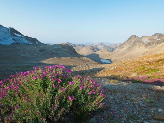 The sun rises high enough to reach us dwarf fireweed