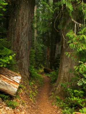 Some truly massive trees line the trail glacier peak trail