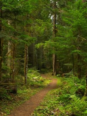 The trail begins in the dense forest glacier peak trail