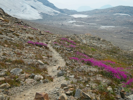 Some more pretty flowers beside the trail back to camp wildflowers