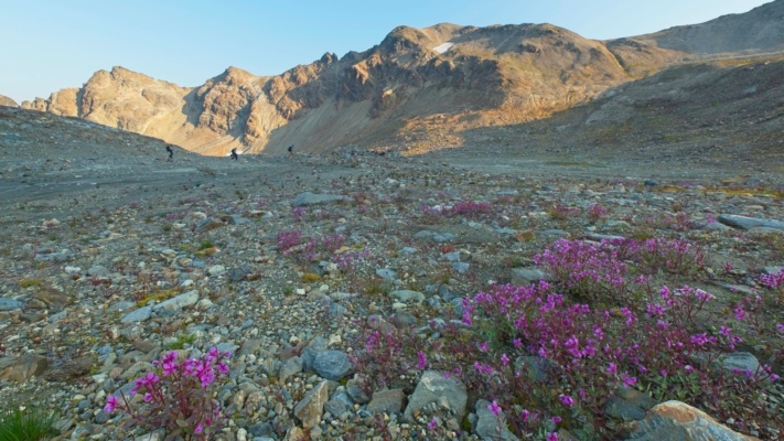 Wildflowers on the till plains glacial landscape