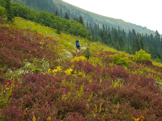 The hillside is covered in colorful brush glacier peak trail