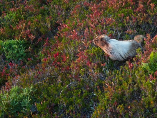 A marmot poses for us as we stroll by hoary marmot