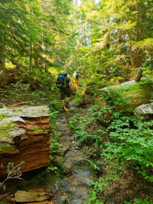 The trail isn't quite overgrown enough to need machetes three fingers trail