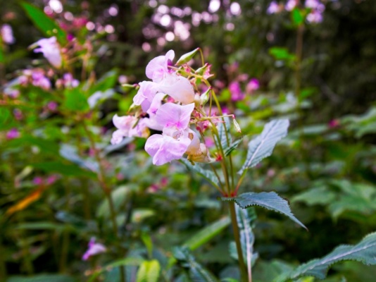 Some beautiful pink penstemon (I think) beside the trail/road penstemon