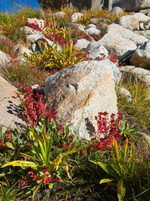 Some autumn color at ground level autumn colors