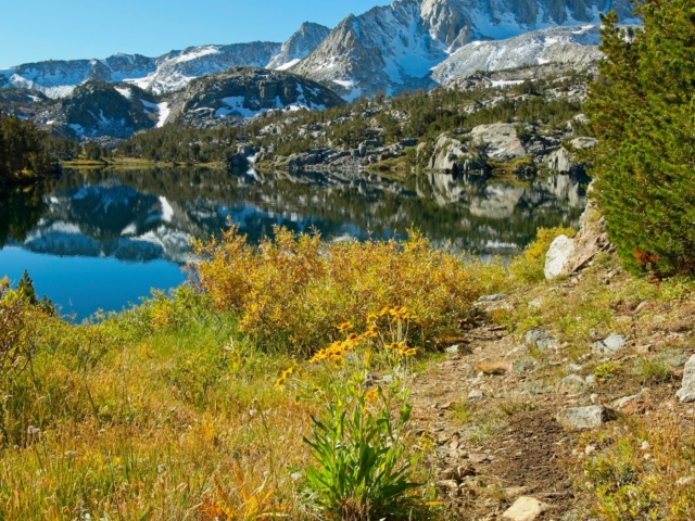 Some flowers near Long Lake bishop pass trail