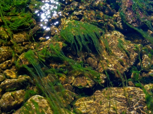 Moss flowing in the water bishop pass trail