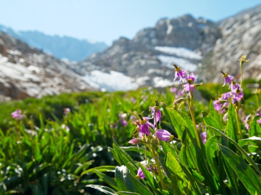 Shooting stars at Trail Meadow whitney trail