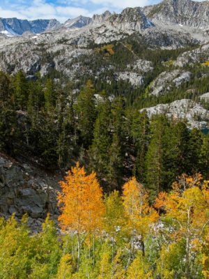 Fiery aspens near South Lake aspens