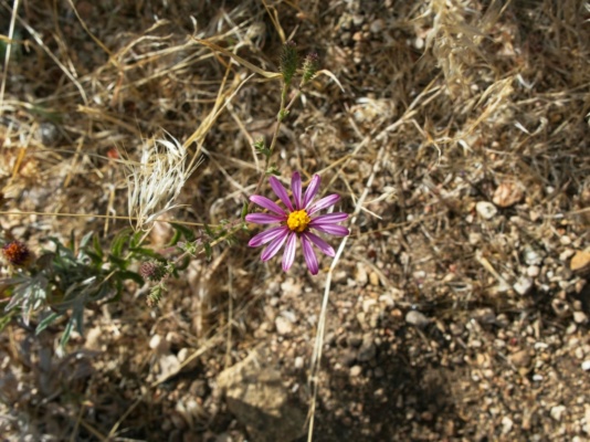A lone flower catches my eye fleabane