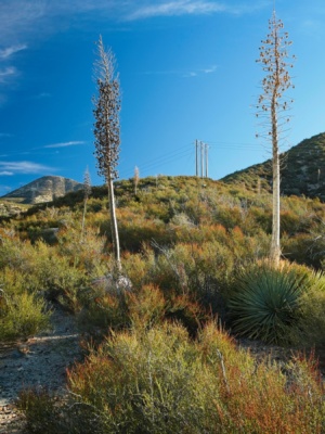 The "trail" follows the ridge through picturesque yucca and chaparral yucca
