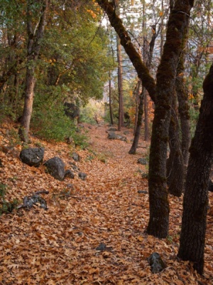 A particularly picturesque bit of trail covered in fallen oak leaves autumn trail
