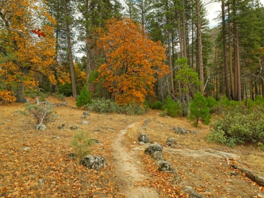 The trail winds into a grove of oak and cedar trees near Rancheria Falls hetch hetchy