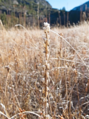 Frost-covered meadow plants frost