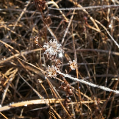 Frost-covered meadow plants frost