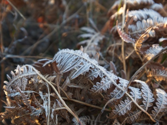 A frosty fern near our camp frost
