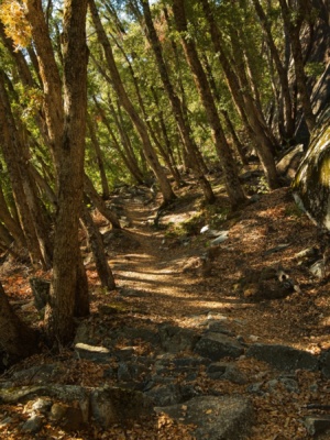 Dappled sun and fallen leaves on the trail autumn hiking