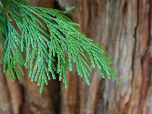 The scale-like leaves of an incense cedar incense cedar