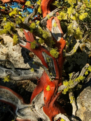 A bonsai-like manzanita growing in/on granite boulders manzanita