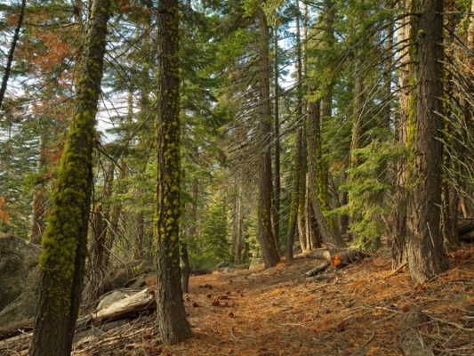 A collection of mossy trees yosemite trail