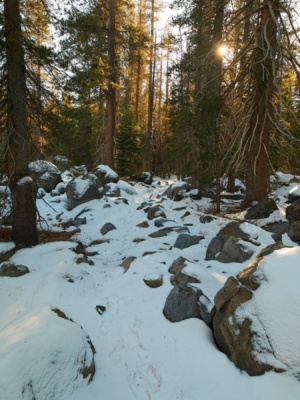 The afternoon sun weakly shines into the woods winter hiking