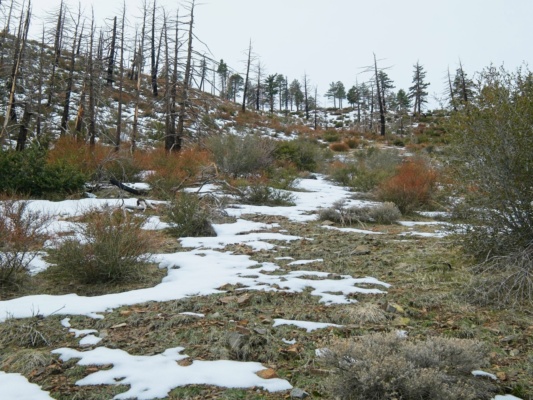 Patchy snow on the way up gobbler's knob