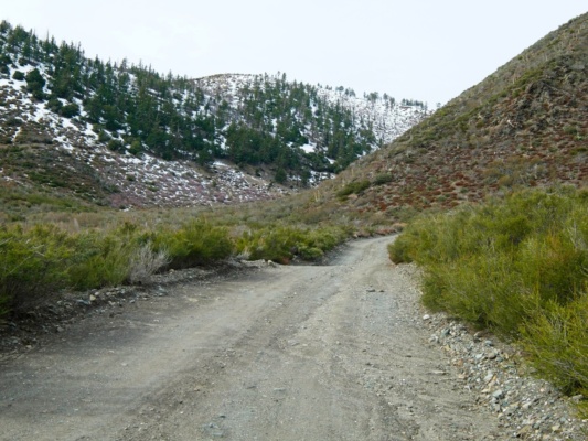 I walk up the road toward snow-covered Gobbler's Knob sheep creek truck trail