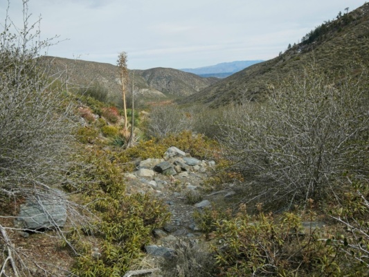 Following the creek down the valley is the quickest way off the mountain sheep creek